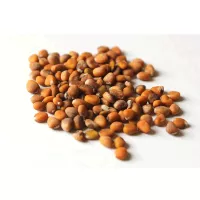 بذر فجل 125جم