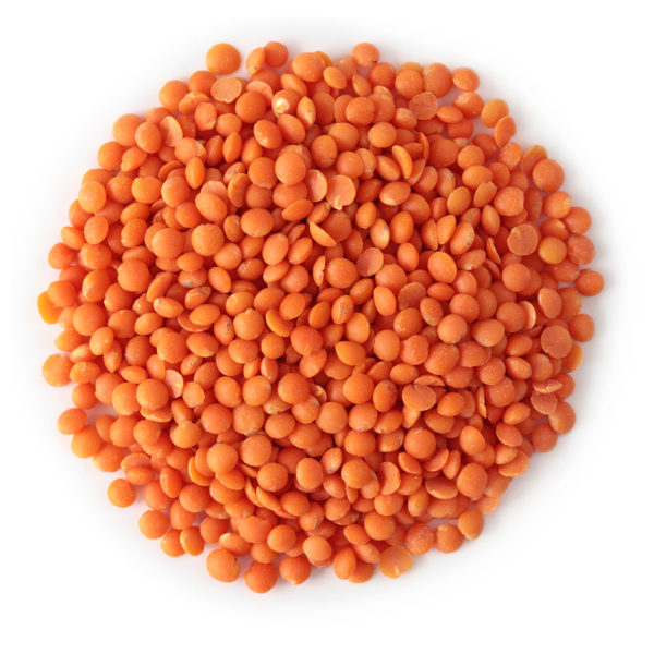 عطارة عدس اصفر